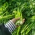 万亩精品大棚芹菜基地质量好货源充足诚信经营