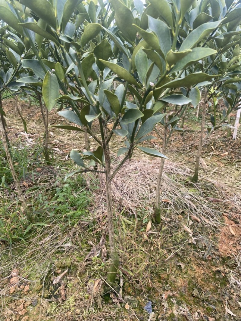实力货源脆蜜金桔苗货量充足价格透明欢迎进店联系