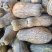 密本大南瓜