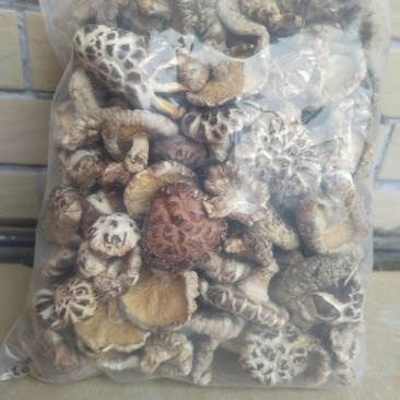 椴木冬菇自家货源，可视频看图