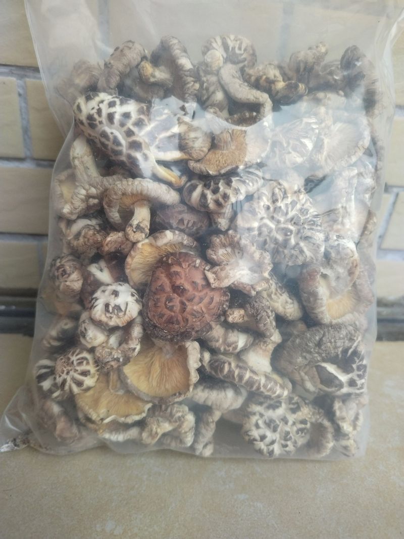 椴木冬菇自家货源，可视频看图