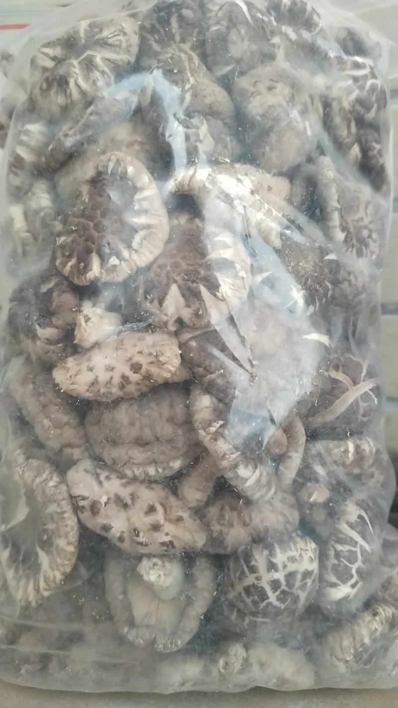 椴木冬菇自家货源，可视频看图