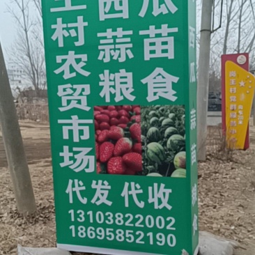 中牟宁玉草莓