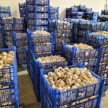 双孢菇（鲜菇或统货）