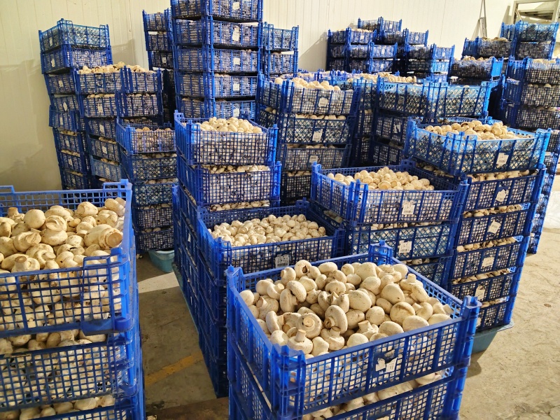 双孢菇（鲜菇或统货）