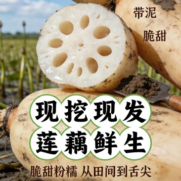 300亩塘藕开挖，欢迎来骚扰