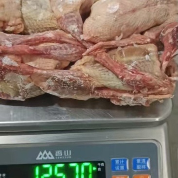 一级鸽子