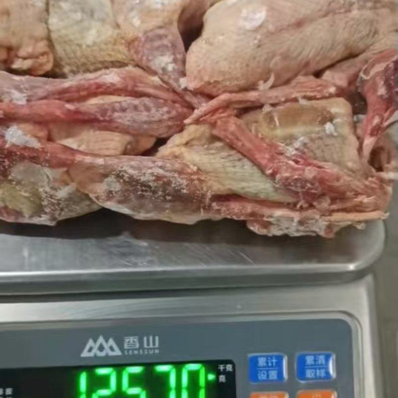 一级鸽子