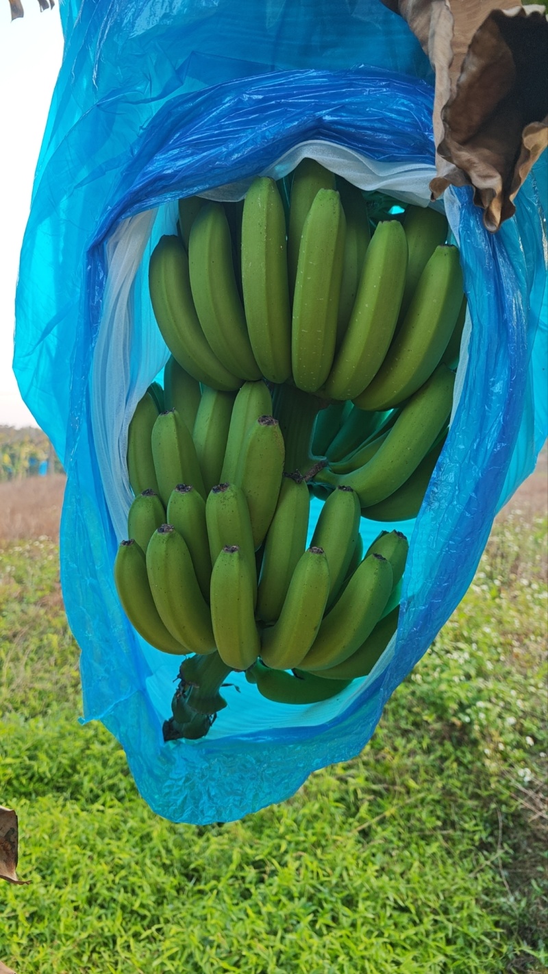 香蕉