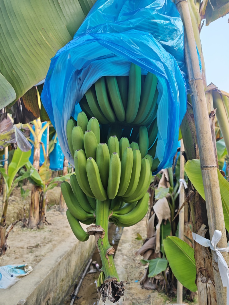 香蕉