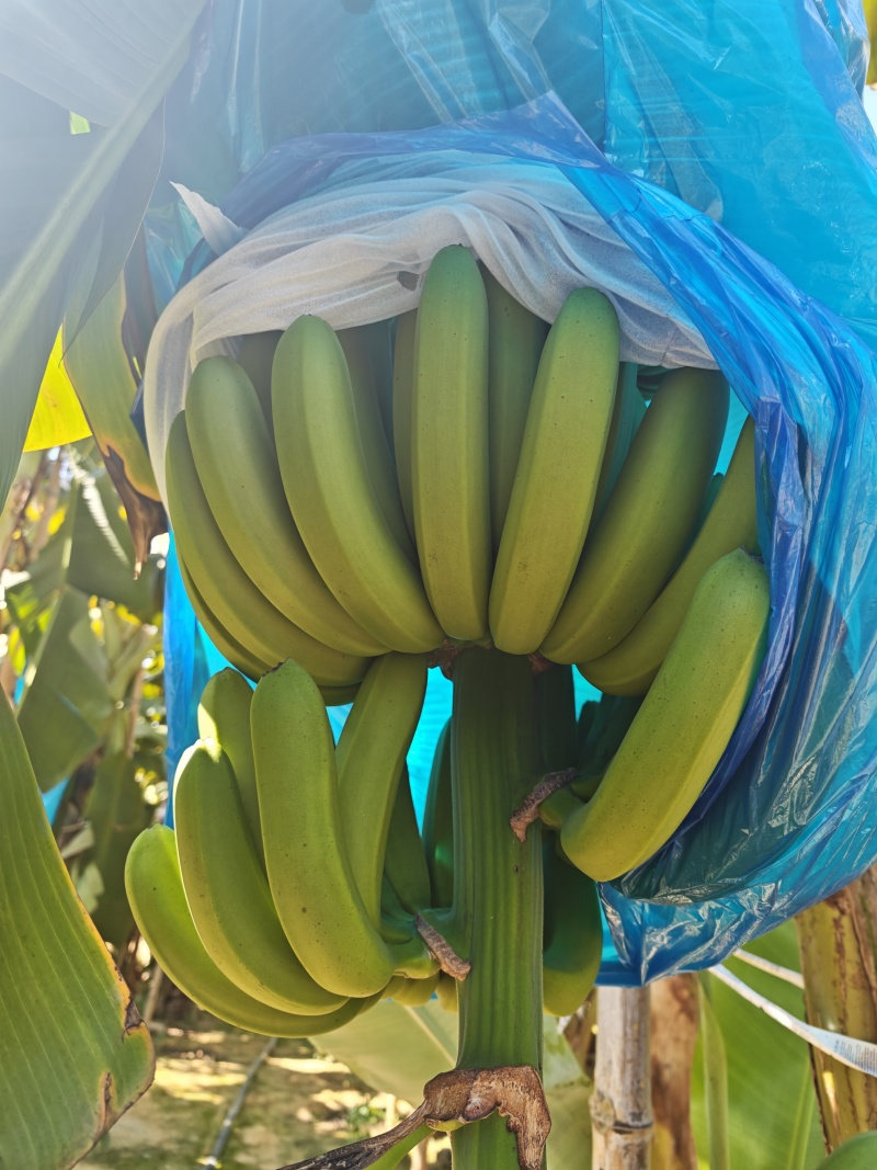 香蕉