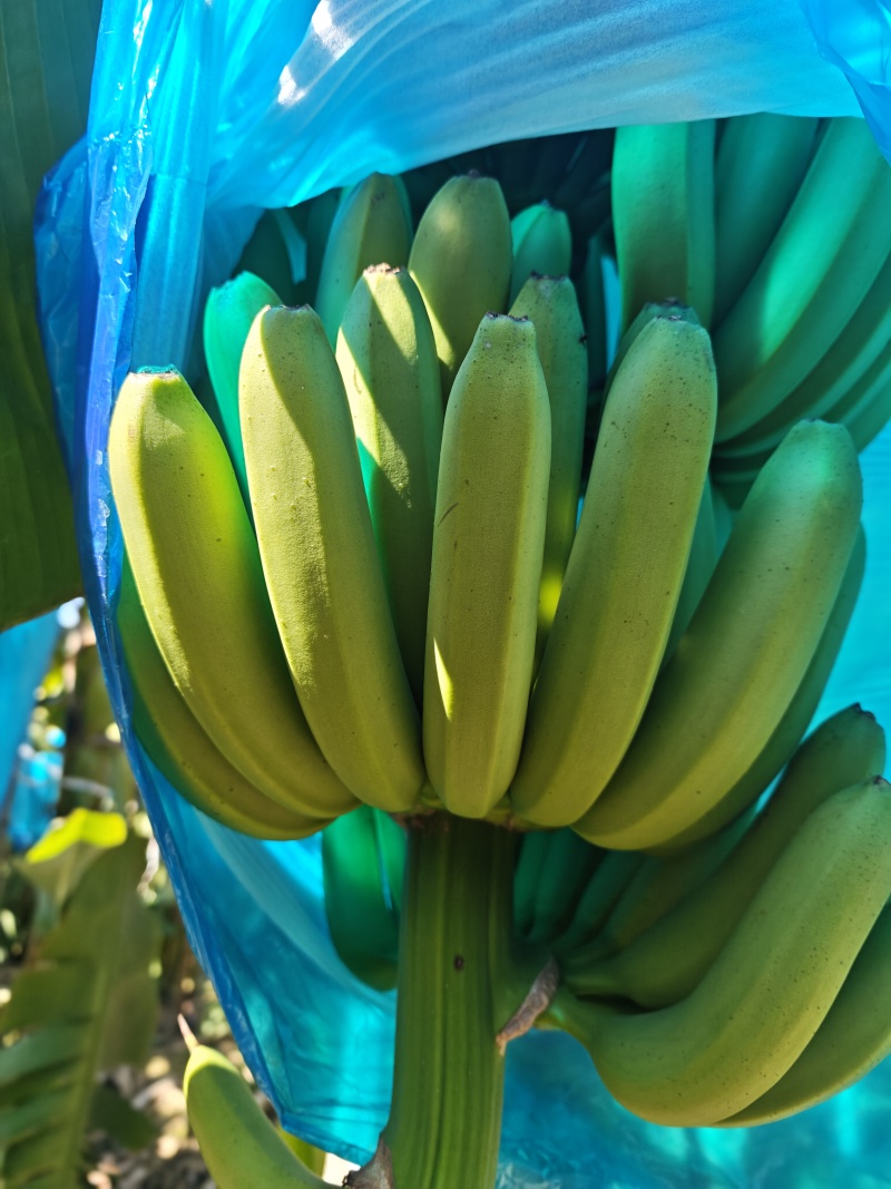 香蕉