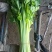 天然新鲜芹菜长期供应量大优惠