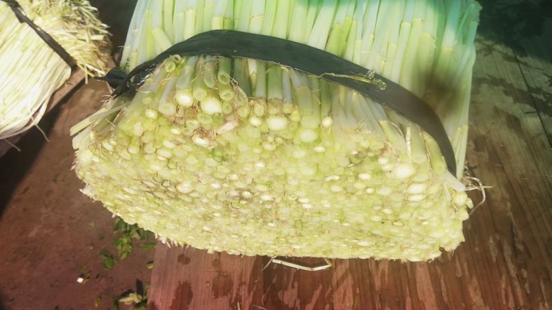 水芹菜