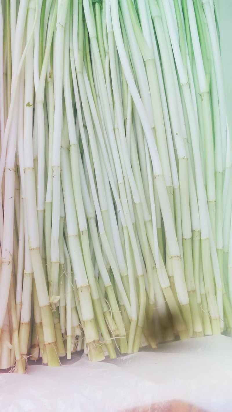 水芹菜
