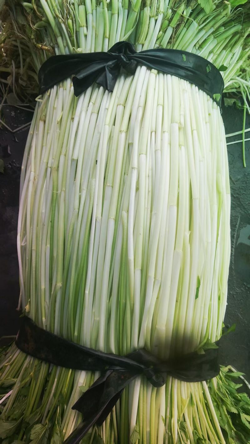 水芹菜
