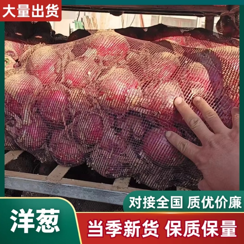 洋葱/紫皮洋葱/产区直发/大量现货/欢迎选购