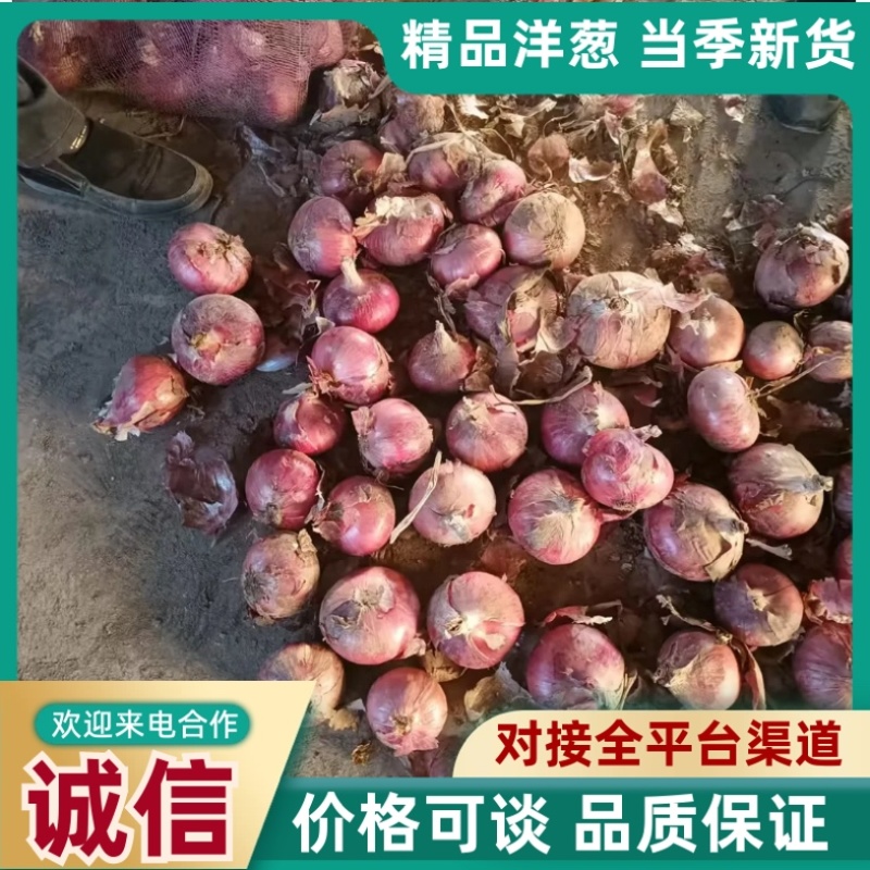 洋葱/紫皮洋葱/产区直发/大量现货/欢迎选购