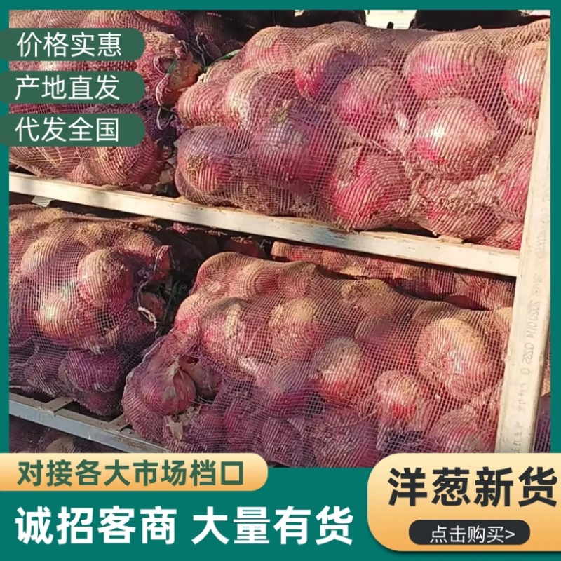 洋葱/紫皮洋葱/产区直发/大量现货/欢迎选购