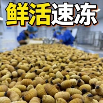 广东冰鲜竹虫/速冻鲜活竹虫/冰冻整箱高蛋白食用冷冻昆虫商