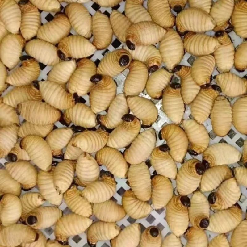 广东冰鲜竹虫/速冻鲜活竹虫/冰冻整箱高蛋白食用冷冻昆虫商