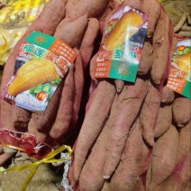 【红薯】西瓜红白哈蜜济薯26榴莲蜜薯规格齐全