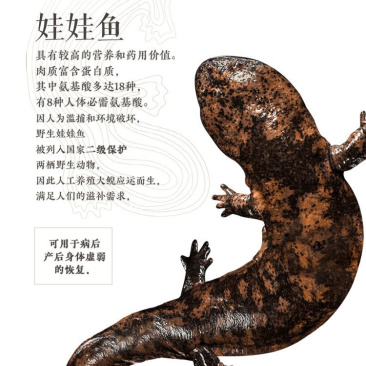 娃娃鱼自产自销，质量保证，货源充足，长期有货