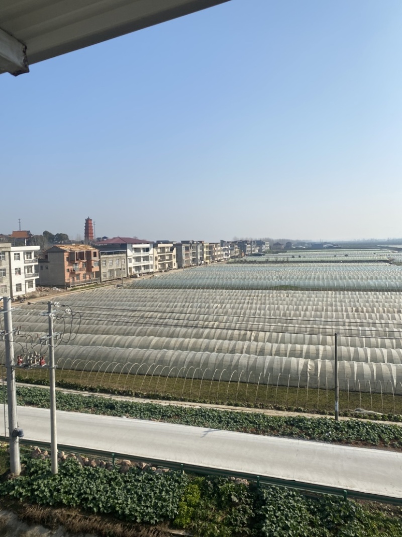 湖北阳新芦蒿！鲜香脆嫩、质量上乘！欢迎品鉴！