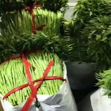 湖北阳新芦蒿！鲜香脆嫩、质量上乘！欢迎品鉴！