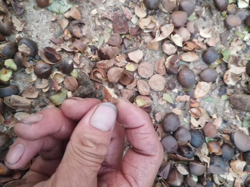 精品山茶油一手货源全国发货量大价优欢迎随时联系
