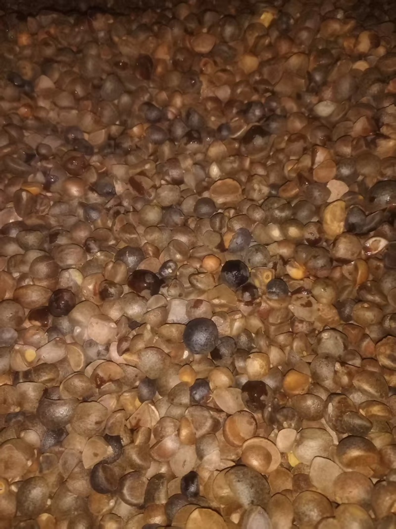 精品山茶油一手货源全国发货量大价优欢迎随时联系