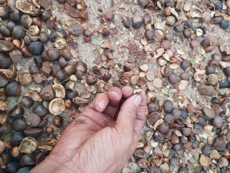 山茶油产地一手货源全国发货量大价优欢迎随时联系