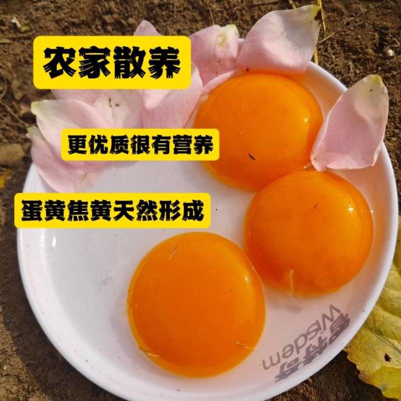 ***焦黄蛋黄鹅蛋80/110克大批量出售
