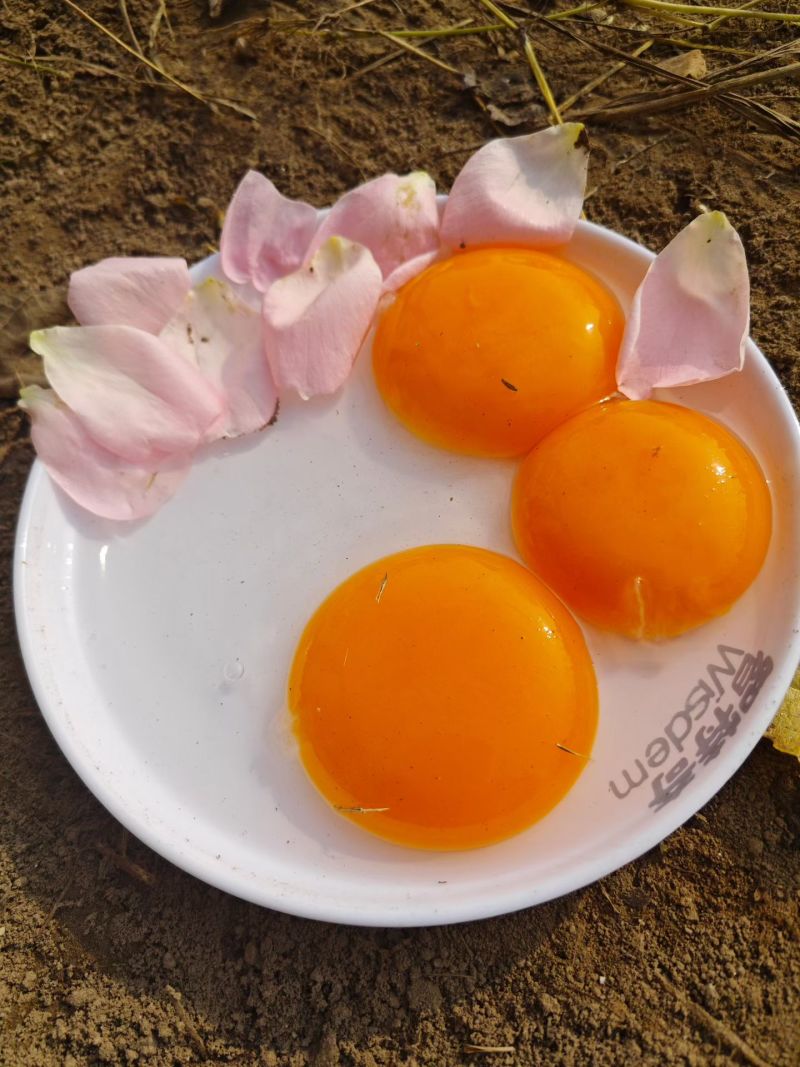 ***焦黄蛋黄鹅蛋80/110克大批量出售