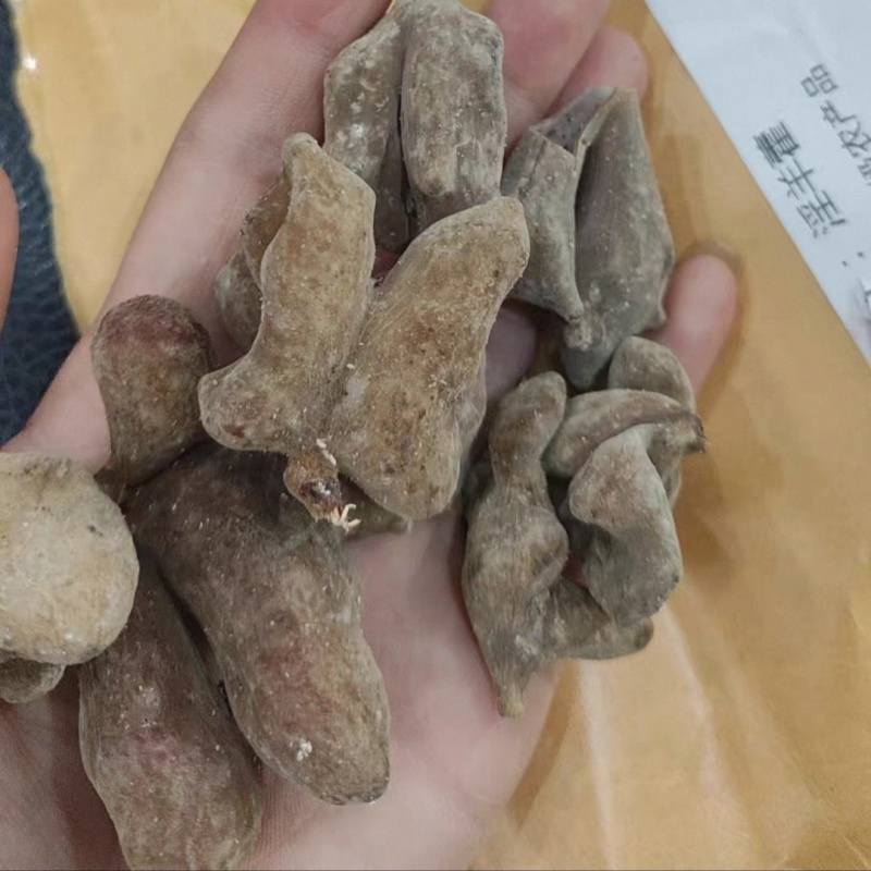 湖北野生五倍子中药材蛇床子五倍子中药粉末五倍子粉五贝子