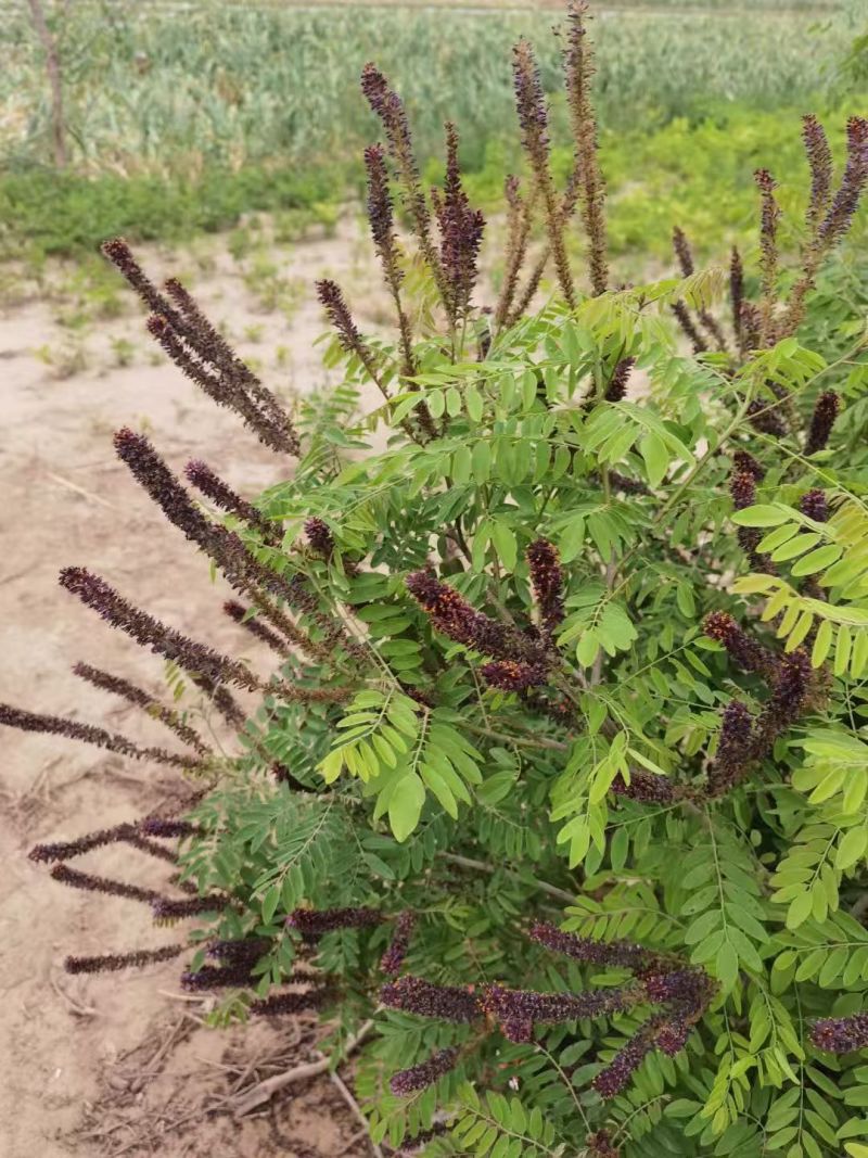 民权川姐自家苗圃优质紫穗槐，刺槐苗及杯苗，基地各种规格。