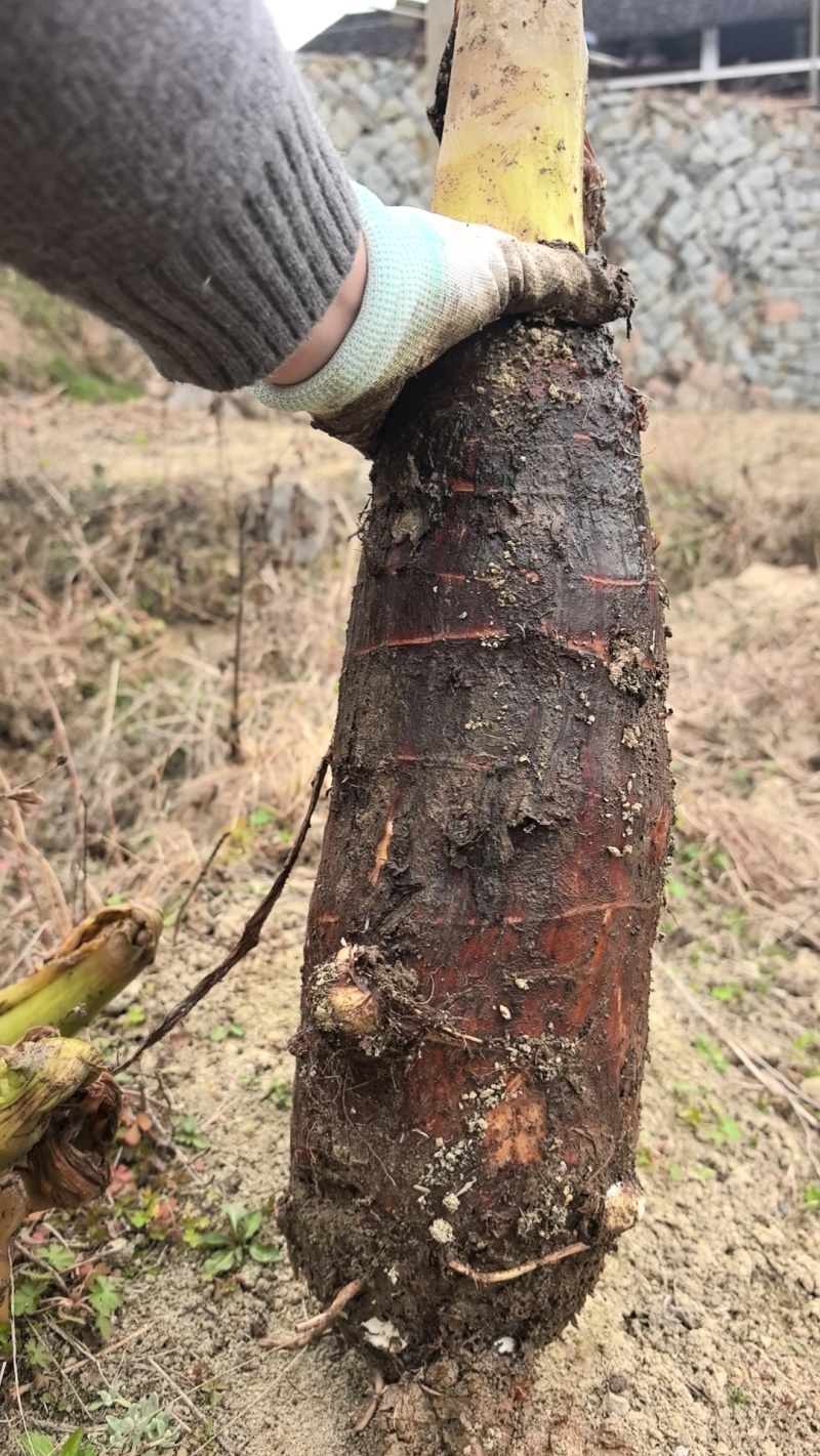 香芋头需上门收购***********账号无法回复