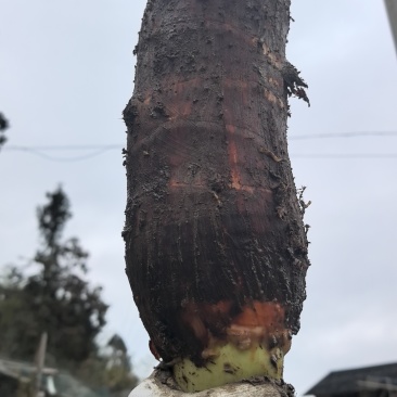 香芋头需上门收购***********账号无法回复