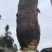 香芋头需上门收购***********账号无法回复