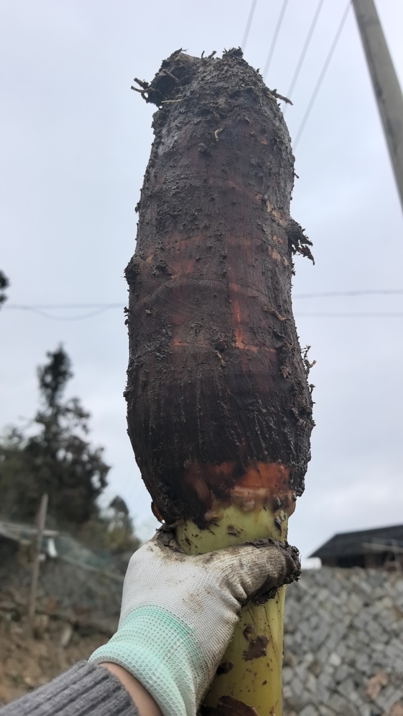 香芋头需上门收购***********账号无法回复