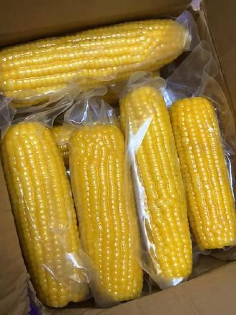 正宗东北黄糯玉米，颗粒饱满软糯香甜，质量保证售后无忧