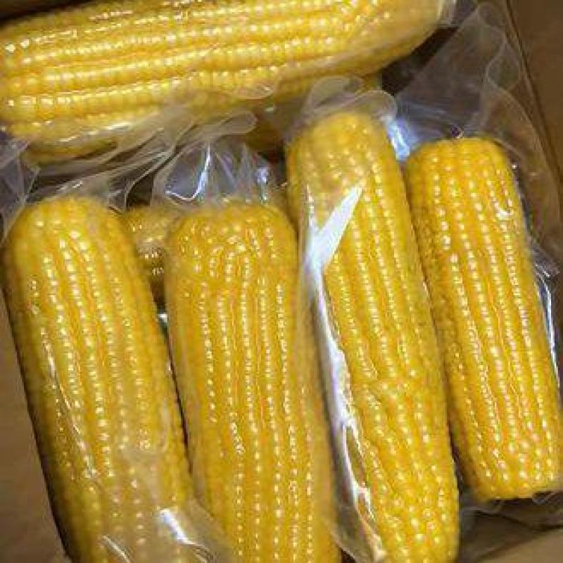正宗东北黄糯玉米，颗粒饱满软糯香甜，质量保证售后无忧
