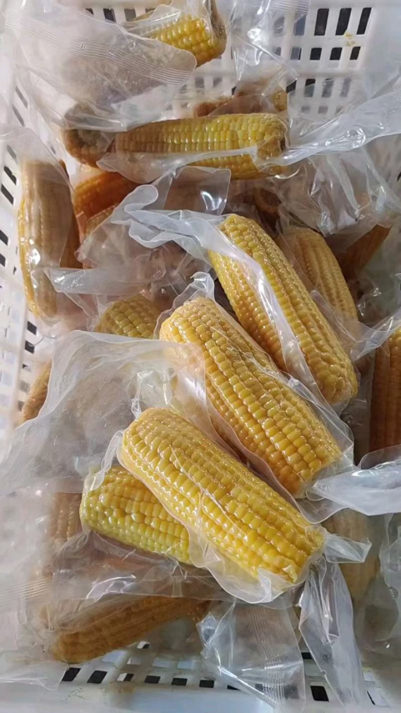 正宗东北黄糯玉米，颗粒饱满软糯香甜，质量保证售后无忧