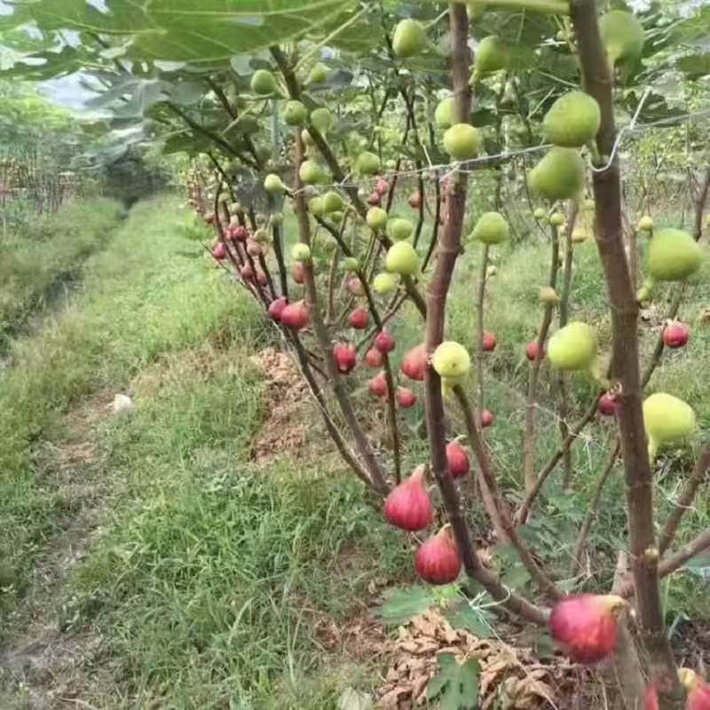 山东、无花果树苗、波姬红、布兰瑞克、芭劳奈、死苗补发，