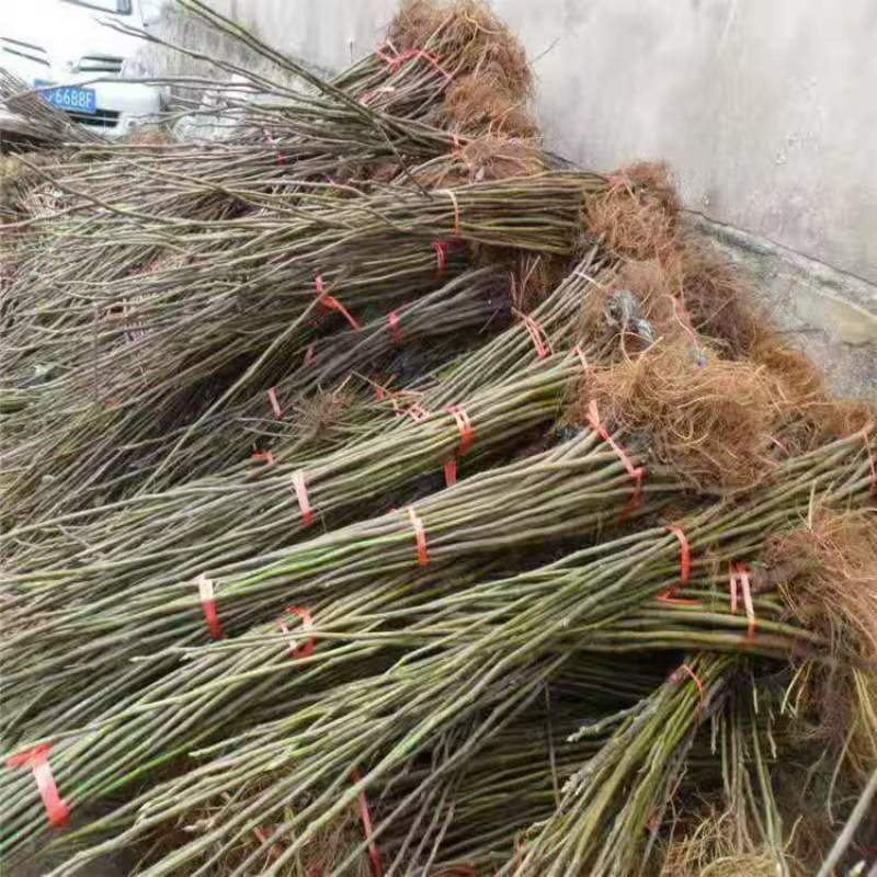 山东、无花果树苗、波姬红、布兰瑞克、芭劳奈、死苗补发，