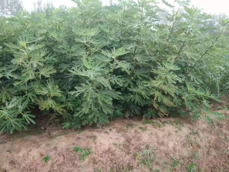 山东、无花果树苗、波姬红、布兰瑞克、芭劳奈、死苗补发，