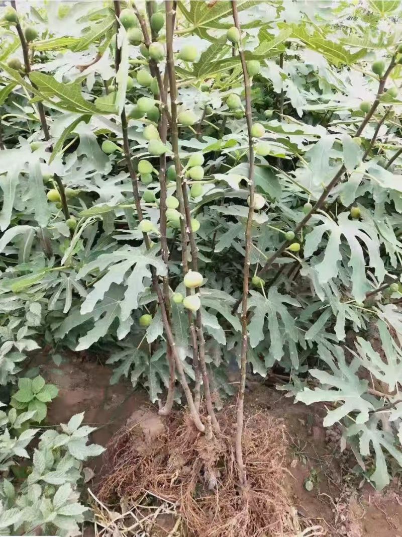 山东、无花果树苗、波姬红、布兰瑞克、芭劳奈、死苗补发，