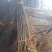 山东、无花果树苗、波姬红、布兰瑞克、芭劳奈、死苗补发，