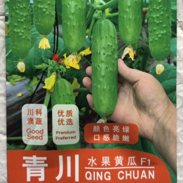 黄瓜种子青川稀刺瘤绿白色全雌甜脆小黄瓜带瓜力强抗病