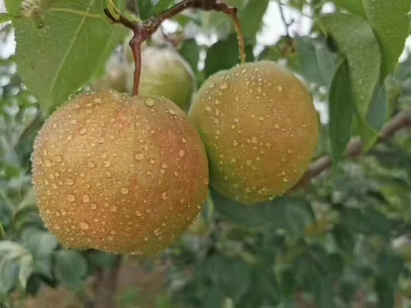 包邮礼盒装山西玉露香梨，大量供应，一手货源，支持零售批发